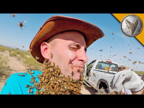 Coyote Peterson's Bee Beard Goes Wrong, 3000 Bees Attack His Face