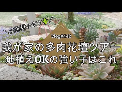 マミラリア クッション サボテン ピンクの花 鉢植え栽培 マミラリア ツァイルマンニアナ