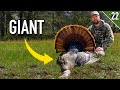 HEAVYWEIGHT Missouri Longbeard Opening Day 2025