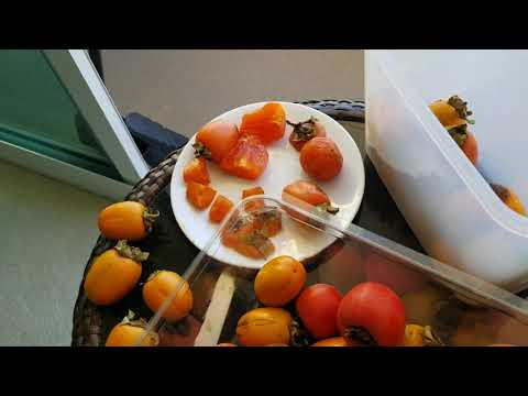, title : 'HOW I RIPEN PERSIMMONS OFF THE TREE!'