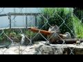 Remnant Of Dreamland Park Part 1