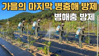 나무키우기 마지막 늦가을 농약살포 마무리