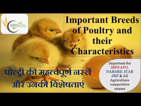 , title : 'Important Breeds of Poultry and their Characteristics | AGRIMENTORS CHANDIGARH | IBPS-AFO'