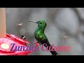 Sabes Que Ave Es El Zunzún Cubano Y Su Importancia