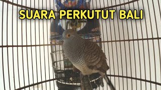 Download lagu PERKUTUT BALI GACOR mp3