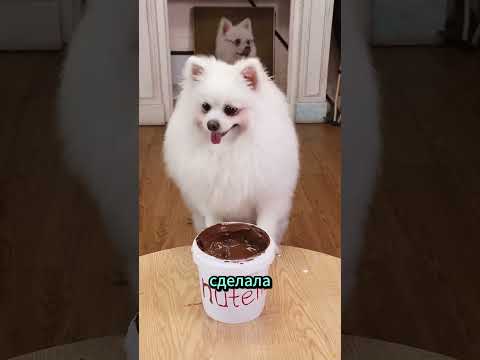Собака сняла пластик с шоколада 😂🍫 #shortsvideo