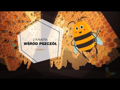Z kamerą wśród pszczół | Odcinek 1