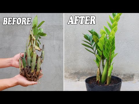 Let s grow bitter melon for your family this way it s very fruity and easy to make