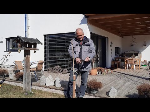 Pflanzschnitt bei kleinkroniger Zwetschke
