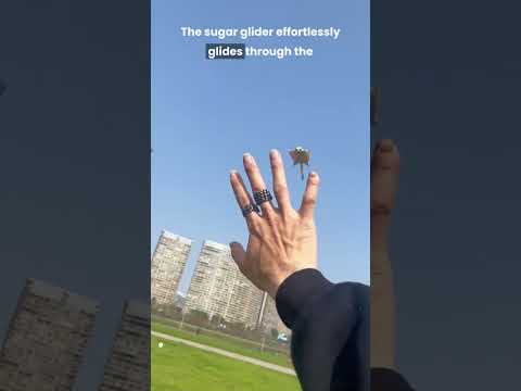 Sugar Glider Flying Witness the Adorable Aerial Acrobatics! 🐿️🌬️#youtubeshorts #shorts