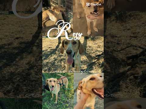 Regalo Rosy meravigliosa giovane simil segugio cerca famiglia 