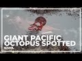 Giant Pacific octopus seen in Oregon coast tidepools