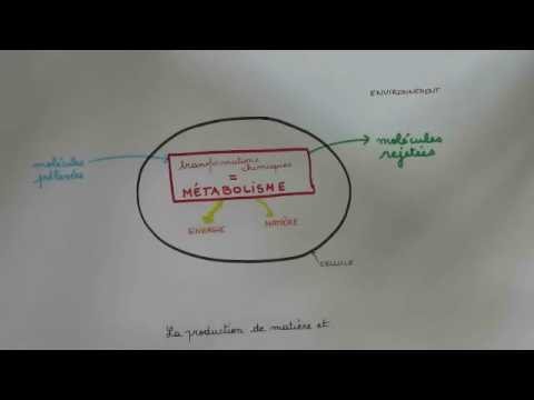 Le métabolisme des cellules