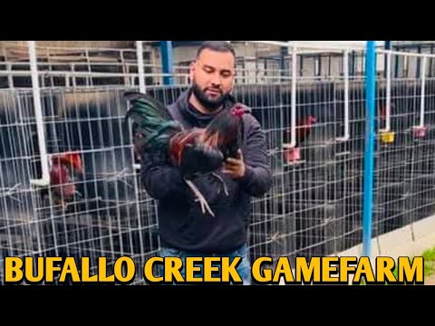 Black Mcrae Mugs Grey - BUFALLO CREEK FARM