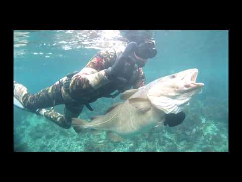 Frivannsliv spearfishing in Volda 2016