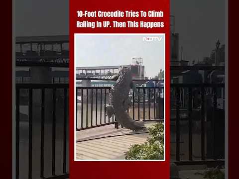 Crocodile Uttar Pradesh | 10-Foot Crocodile Tries To Climb Railing In UP. Then This Happens