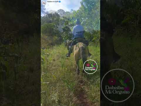 Uno vuelve donde fue feliz.🇨🇴.Volvimos a esta vereda del municipio de Dabeiba antioquia  #caballo