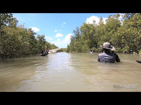 EP321-Part 1 - Pandadala at Pangunguha ng Lokan | Occ. Mindoro