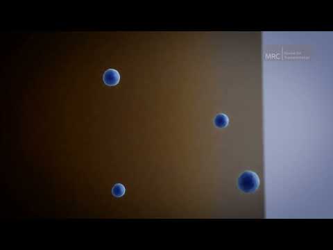 The Mystery of the Human Immune System