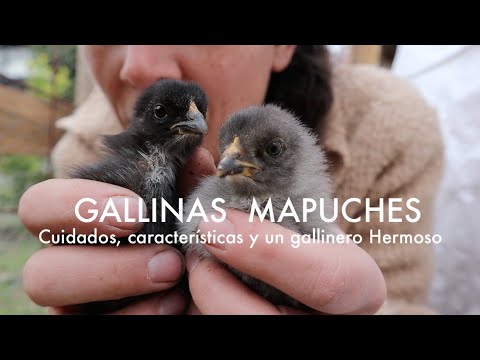 , title : 'Gallinas Mapuche 🐔 | Cuidados, características y un Gallinero Hermoso! #Kollonkas #Ketros'