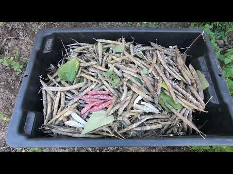 Why grow dried beans? (Harvest Time)
