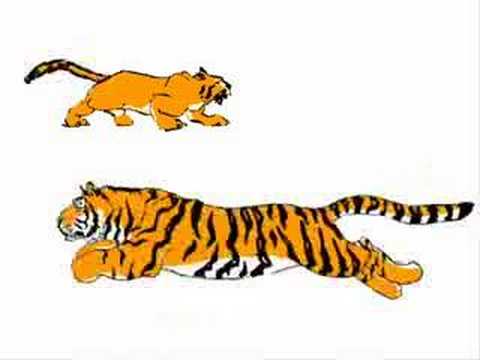 Tigers in motion