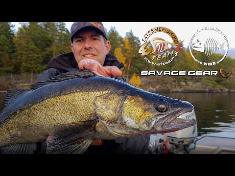 Test zestawu okoniowego – kombinacja Okuma + Savage Gear