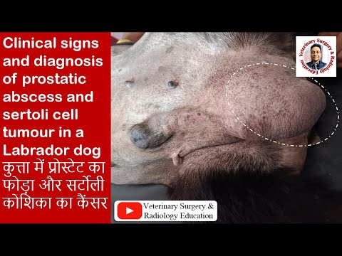 Prostatic Abscess Dogs Prostate Infection in Dogs: What Owners Should Know
