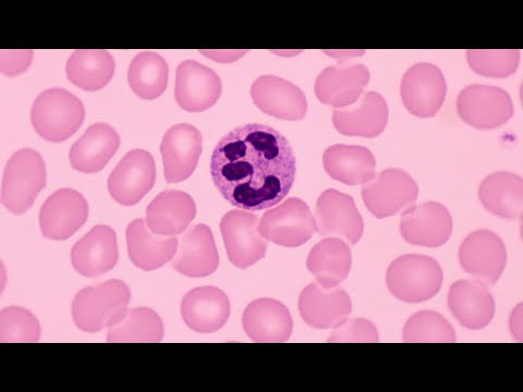 Neutrophils: First Line of Defense