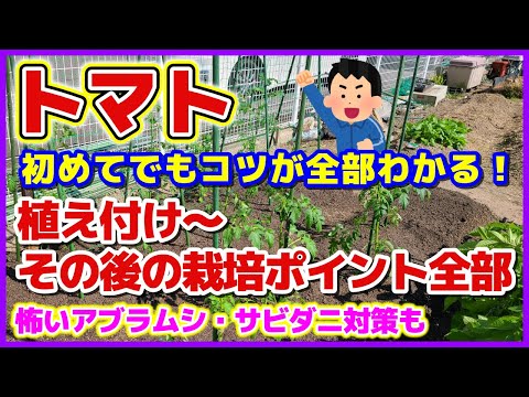 イラクサとトマトの植え付け: イラクサの葉を植え穴に入れるのはなぜですか?  庭園