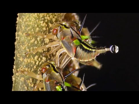 Exploring The Alien World of Insects | 4K