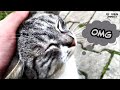 Beautiful Rare Gray Tabby Cat Can T Get Enough Of Being Petted