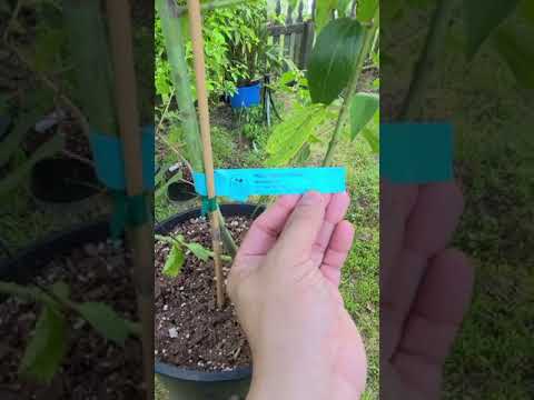 Maqui berry, Chilean wine berry, Aristotelia chilensis