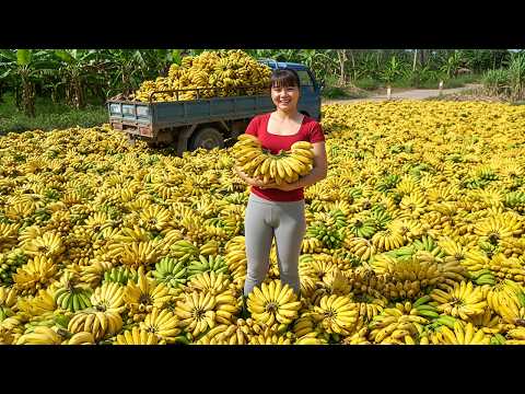Harvesting Tons of Big Banana Bunches – Loading 3-Wheel Truck & Selling at Market 🍌🚛