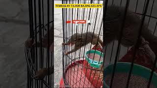 Download lagu BAJING KEKES ||MASTERAN KEKINIAN @Thevoicemastering #videoshort #tupai mp3