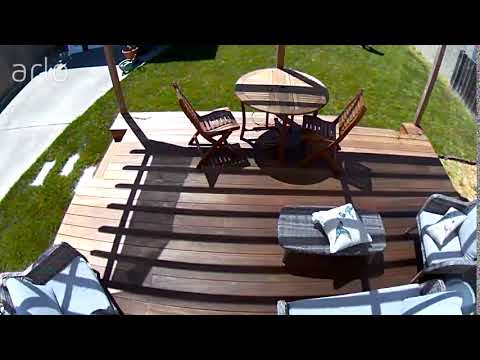 Same dude struts through my yard