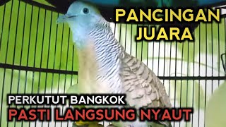 Download lagu PERKUTUT BANGKOK GACOR SUARA AMPUH UNTUK PANCINGAN. Terbukti NYAUT GACOR mp3 Download lagu PERKUTUT BANGKOK GACOR SUARA AMPUH UNTUK PANCINGAN. Terbukti NYAUT GACOR mp3