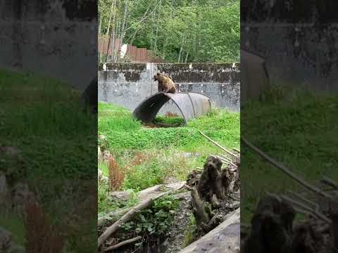 Bear Fortress - brown