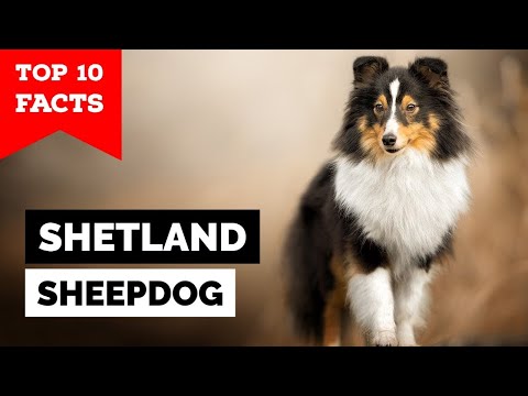 , title : 'Shetland Sheepdog - Top 10 Facts (Sheltie)'