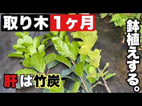 鉢植えの矮性竹: 屋内でも屋外でも育てられる非常に観賞用の 5 品種  庭園
