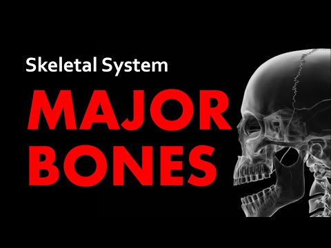 Major Bones | Skeletal System 01| Anatomy & Physiology