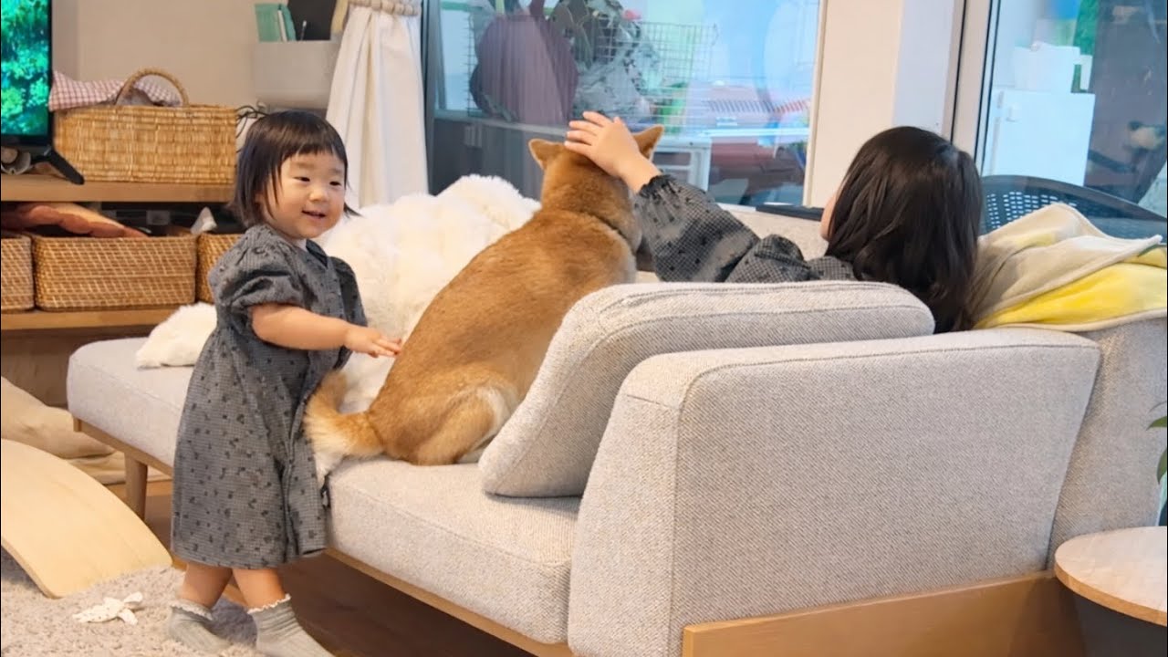 一番年上だけどいつまでも女の子姉妹に甘えていたい柴犬
