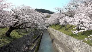 4月2日【びわ湖放送ニュース】滋賀県内のサクラ見ごろ　琵琶湖疏水沿いも満開