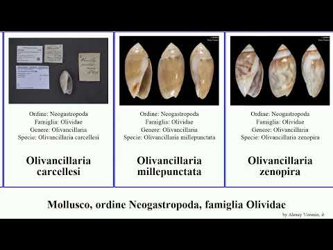 Mollusco, ordine Neogastropoda, famiglia Olividae olivella oliva amalda olivancillaria belloliva