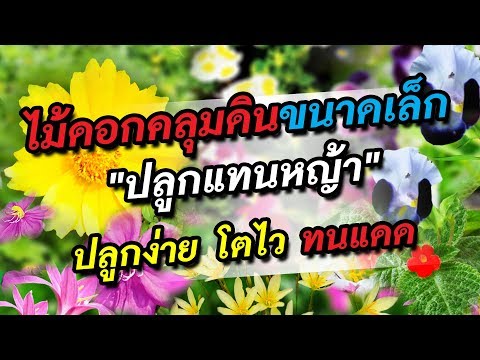 ขิงเป็นเครื่องดื่มสำหรับแรง Ermak เพื่อเพิ่มความแข็งแรง