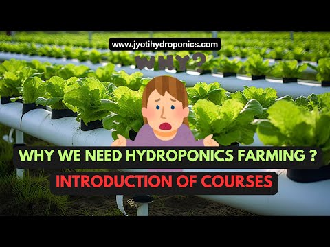 Hydroponic Techniques: The Future of Soilless Farming | Golden Age