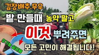김장배추.무우밭 만들때 농약 말고 이것을 뿌려주면 작물이 무르고 시들지 않고 건강하게 잘 자라요 유기농친환경…