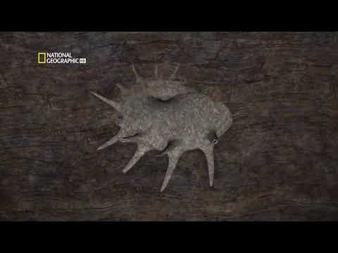 Down To The Earth's Core HD