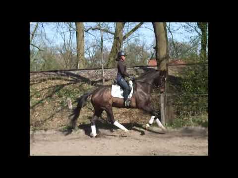 DON HUGO 9j. v. Don Henrico - Bonheur A gew. VB 9.500,- Euro