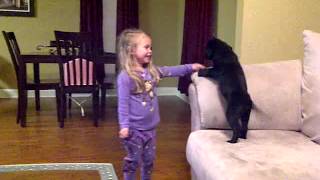 4 Year Old Madalyn gets Surprised with a Black Lab Puppy (Rapunzel)
